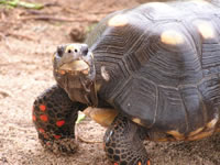 red-footed tortoise